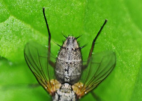 Solieria sp.